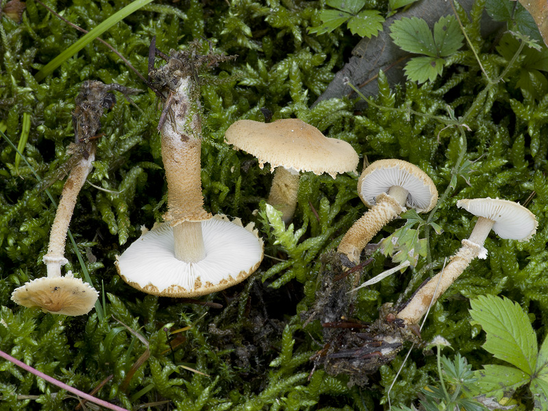 Cystoderma amianthinum